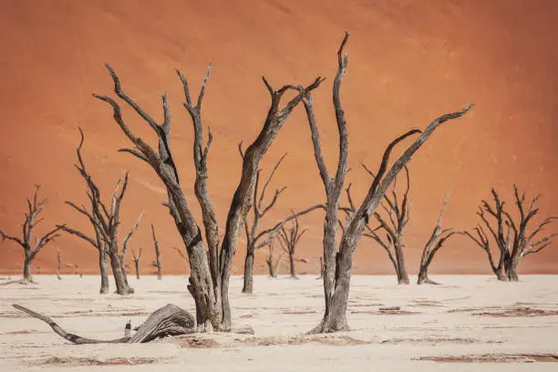 Dead black trees in the desert landscape in front of huge orange sand dune. Surreal scenic desert unreal landscape. Sossusvlei, Dead Vlei, Namib Desert, Namibia, Africa.