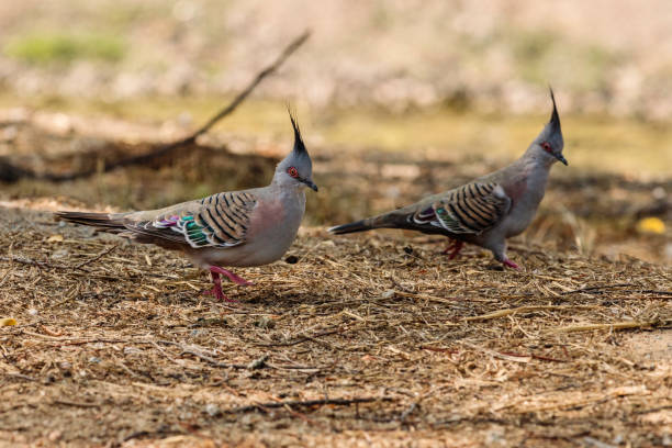 istock Crested Pigeon looking for food 1216709852