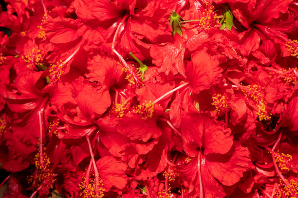 Hibiscus flowers in Kalighat, Kolkata Hibiscus flowers are being sold to devotees in Kalighat market. Image shot at Kalighat, Bengali New year, kali statue stock pictures, royalty-free photos & images
