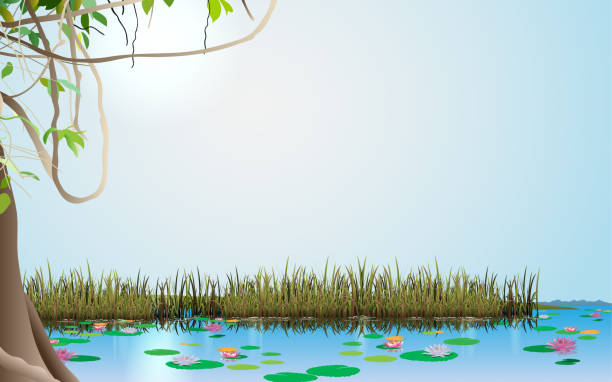 Web landscape of the swamp marsh illustrations stock illustrations