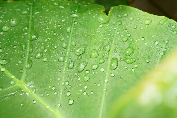 The water droplet from raindrops on fresh green giant leaflet of Elephant ear plant's leaf, the moisture cover pattern vein and skin of large leaf, it is charactore of tropical plant in southeast asia. la gota de agua de las gotas de lluvia en la parte seca y el folíolo gigante verde fresco de la hoja de la planta de oído elefante, la vena patrón de cubierta de rocío y la piel en la hoja grande, es una especie de planta tropical en el sudeste de asia