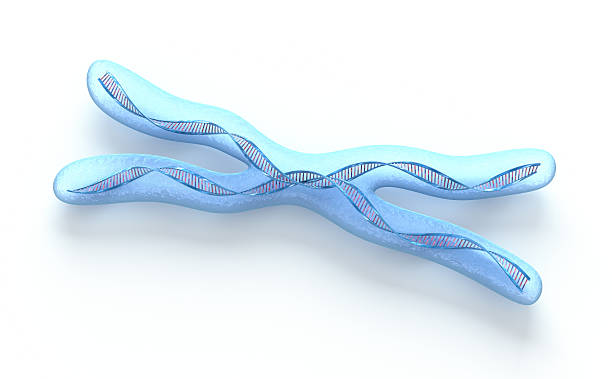 istock Chromosome x, DNA Strands on white 121671272