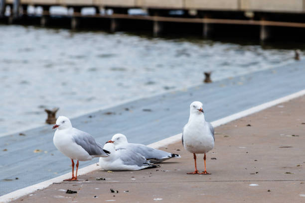 istock Silver Gulls beside Lake Burley Griffin in Canberra 1216713125