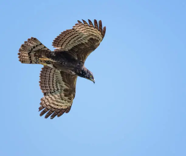 Extremely rare shot of an Oriental Crested Honey Buzzard (Pernis Ptilorhynchus) in Flight, Thailand. Nikon D850. Converted from RAW.