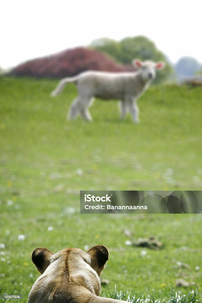 Innocent lamb and hungry lion  Lion - Feline Stock Photo