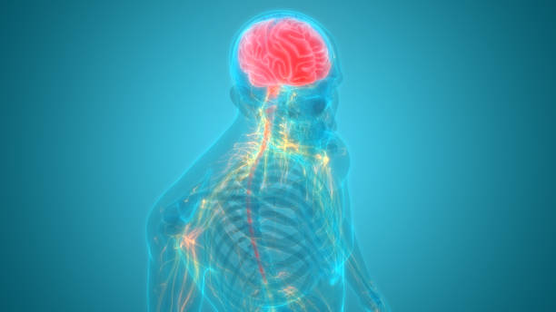 인간의 신경계 뇌 해부학의 중앙 기관 - parietal lobe 뉴스 사진 이미지