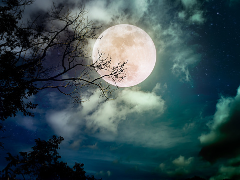 Beautiful bright full moon above wilderness area in forest. Serenity nature background.