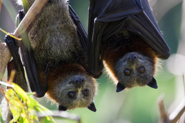 Grey Headed Flying Fox stock photo
