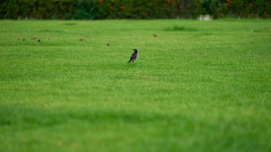 minimalist small bird on green grass background