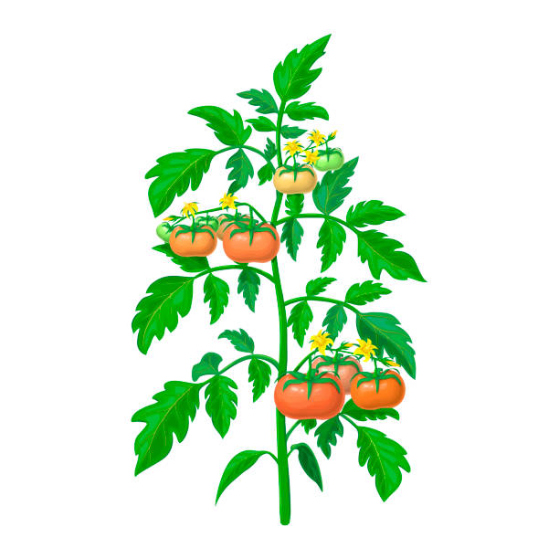 ilustrações de stock, clip art, desenhos animados e ícones de vector tomato plant illustration isolated on white background. healthy flowering tomato bush with green and ripening fruits on branches. realistic vegetable plant icon for gardening or farming design. - white background flower bud stem