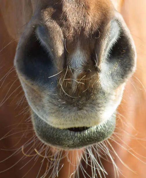 Close up of a horses nose and mouth.
