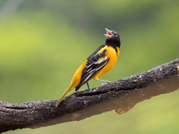 istock Small Bird in Costa Rica 1216715825