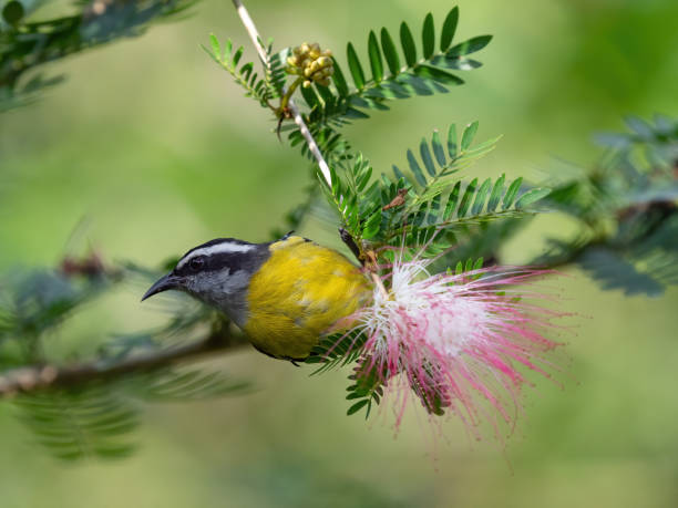 istock Small Bird in Costa Rica 1216715826