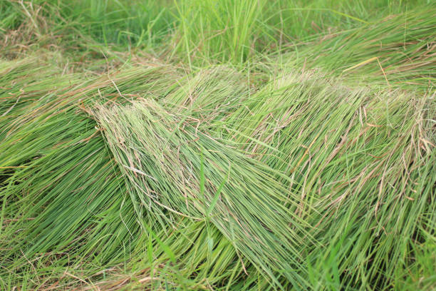 Wild thatch plants grow in field. Harvesting green thatch plants, It is growth faster in the rainy season.