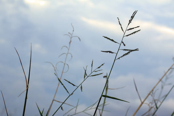 Meadow and gloomy blue sky background. Wild grass flowers closeup grow in field. Simplicity concept.