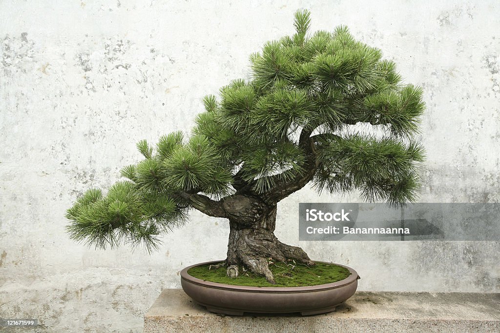 Bonsai - Photo de Bonsaï libre de droits