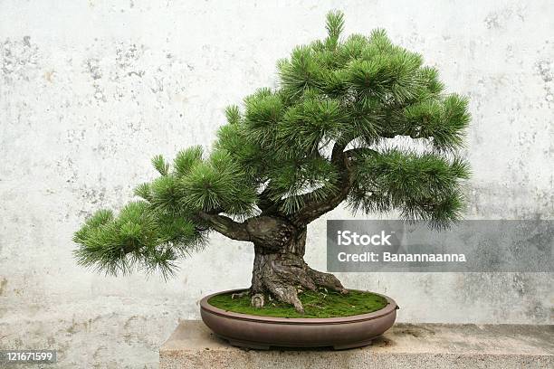 Photo libre de droit de Bonsai banque d'images et plus d'images libres de droit de Bonsaï - Bonsaï, Pin, Japon