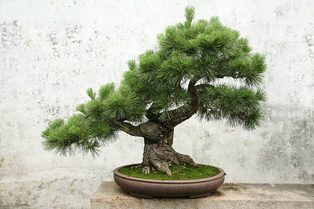 Bonsai tree on concrete ledge  bonsai tree pine bonsai tree stock pictures, royalty-free photos & images
