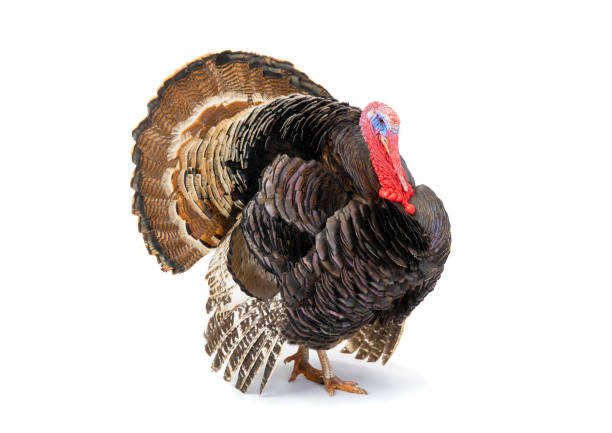 istock Bronze turkey isolated on a white background 1216716001