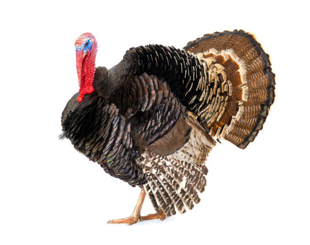 istock Bronze turkey isolated on a white background 1216716065
