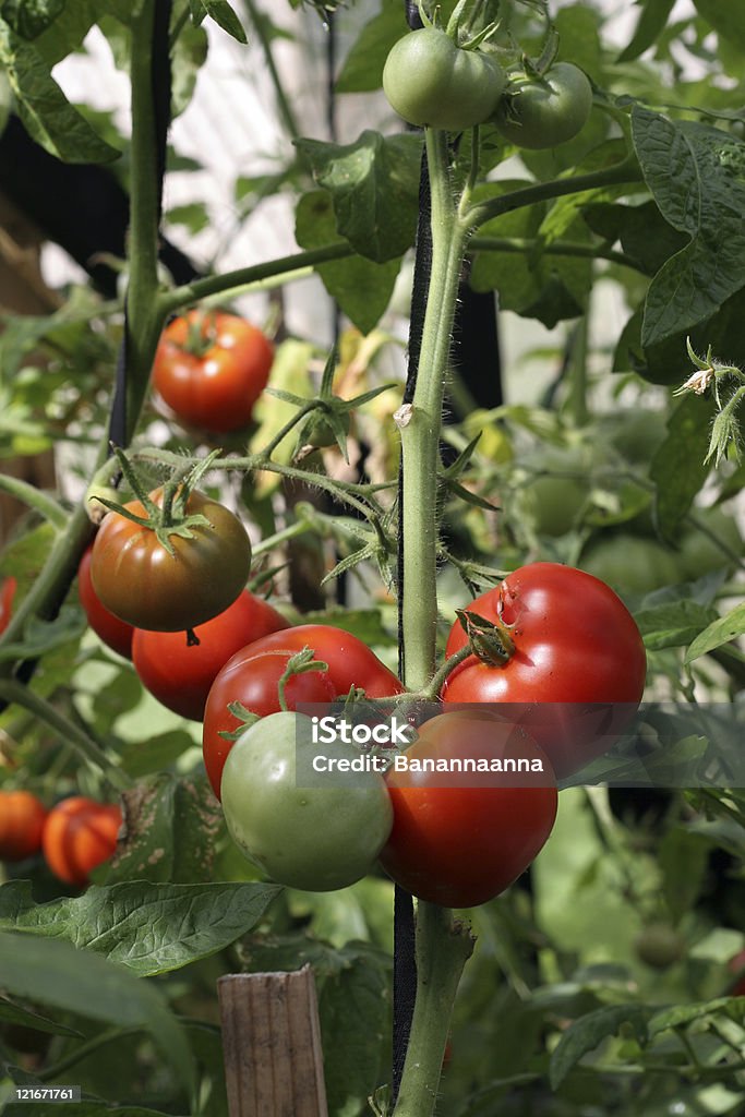 Picnick tomate - Photo de Aliment libre de droits