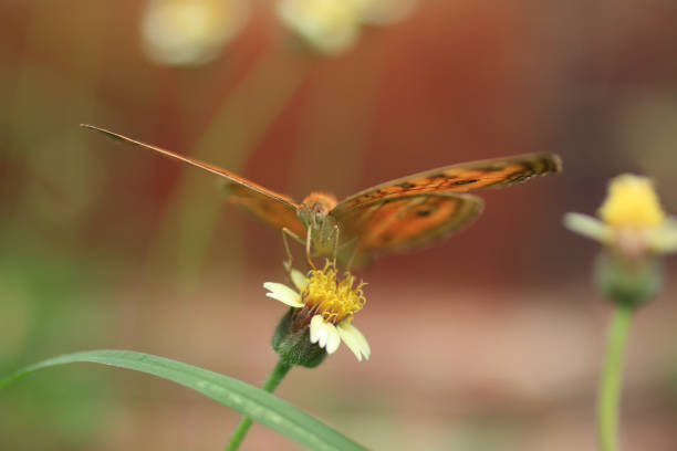 Batik orange butterfly on wild grass flower, spreading the wings. Front view.