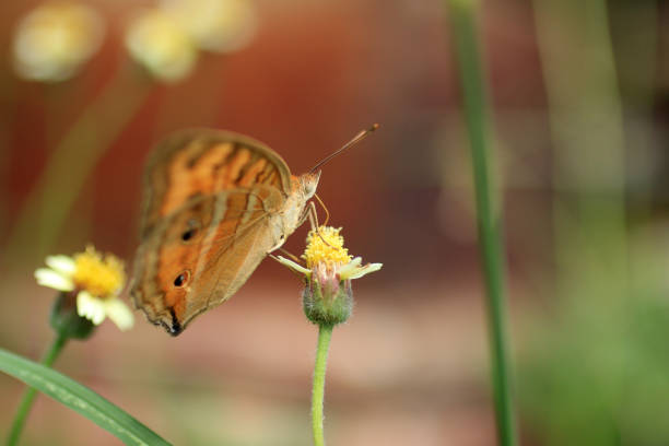 Beautiful orange batik butterfly on wild grass flower, eating time.
