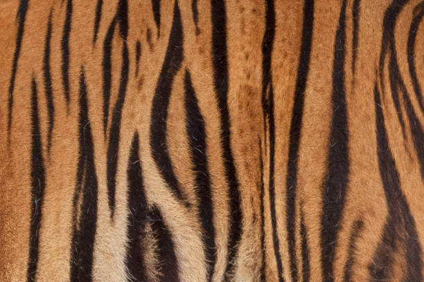 istock Close-Up, Real Skin Texture of Tiger. 1216720185