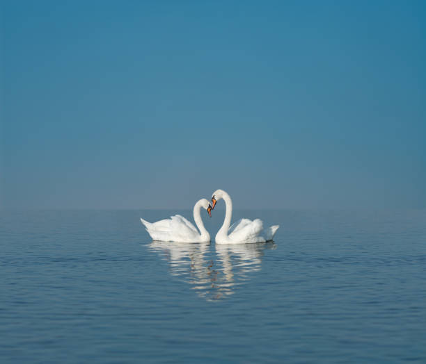 two white swans on blue lake