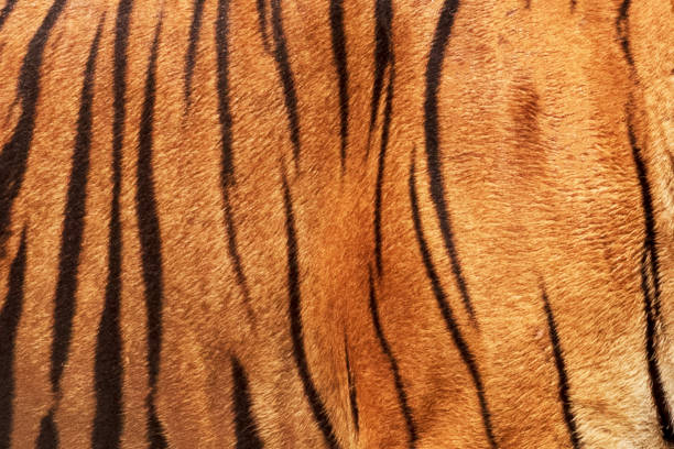 istock Close-Up, Real Skin Texture of Tiger. 1216720372
