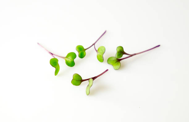 Microgreens of red cabbage arranged on a white background Microgreens of red cabbage arranged on a white background isolated garnish stock pictures, royalty-free photos & images