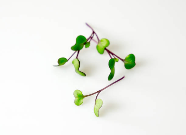 istock Red cabbage microgreens with green leaves arranged on a white background 1216720939