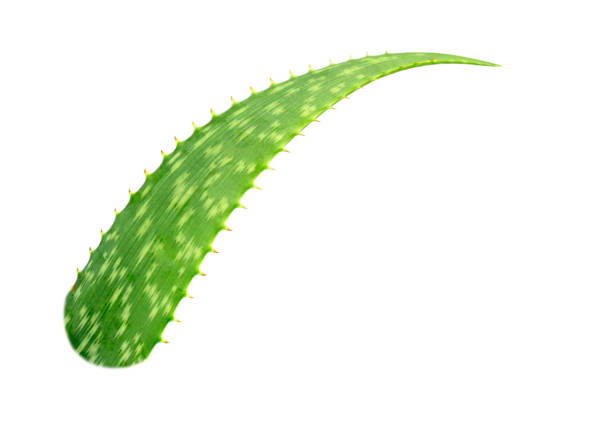 Aloe vera leaves isolated on white background with clipping paths for graphic design. Tropical plants that have healing properties for burns or scalds. Herbs used in the cosmetics business