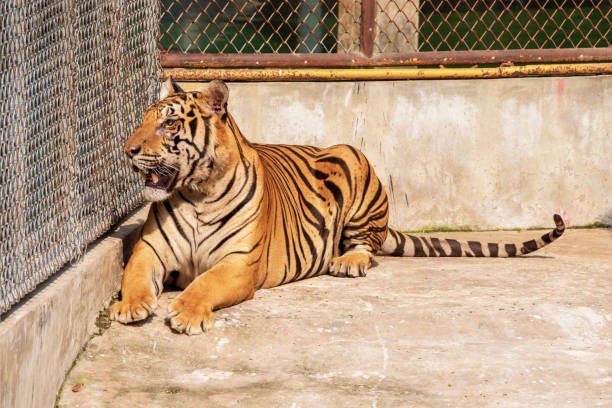 istock Tiger, male, lying relax on the cement floor. 1216722221