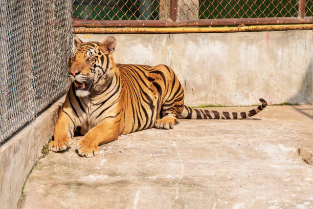 istock Tiger, male, lying relax on the cement floor. 1216722236
