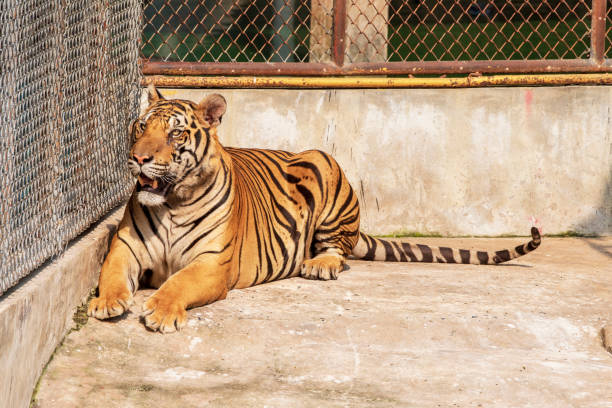 istock Tiger, male, lying relax on the cement floor. 1216722247
