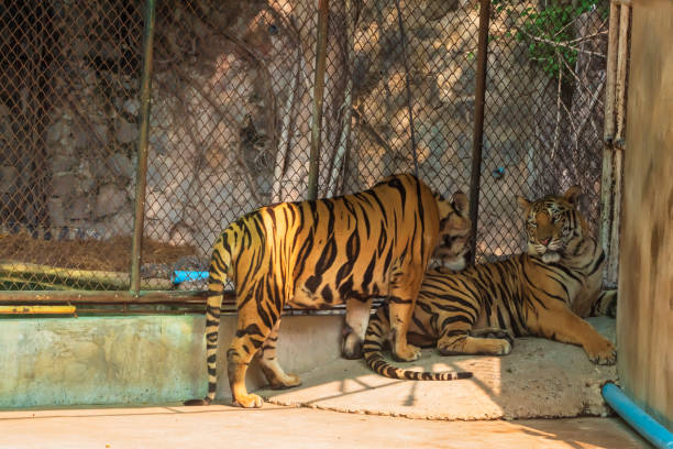 istock The two tiger that does not live naturally,lying on the cement floor,Showing various gestures. 1216722276