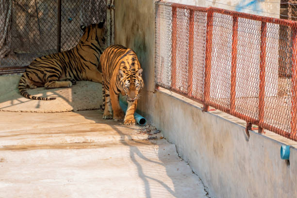 istock The two tiger that does not live naturally,lying on the cement floor,Showing various gestures. 1216722285