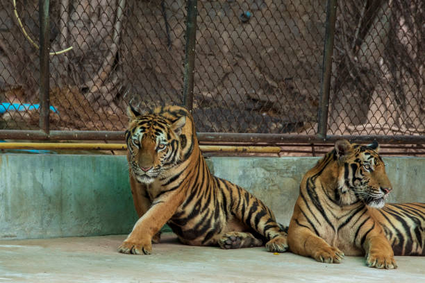 istock The two tiger that does not live naturally,lying on the cement floor,Showing various gestures. 1216722348