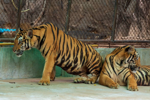 istock The two tiger that does not live naturally,lying on the cement floor,Showing various gestures. 1216722349