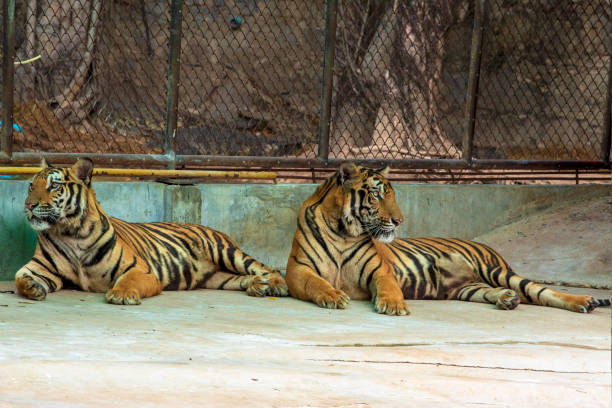 istock The two tiger that does not live naturally,lying on the cement floor,Showing various gestures. 1216722350
