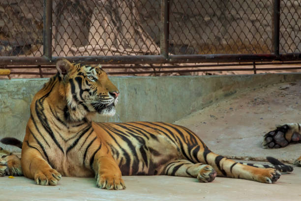 istock The two tiger that does not live naturally,lying on the cement floor,Showing various gestures. 1216722352