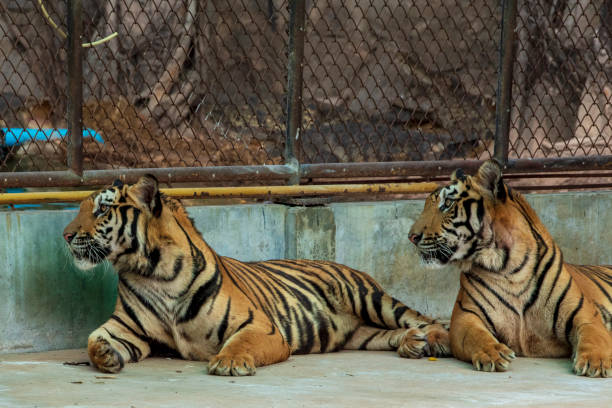 istock The two tiger that does not live naturally,lying on the cement floor,Showing various gestures. 1216722357