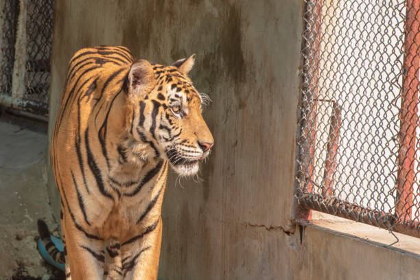 istock The tiger is walking in the cage. With steel mesh surrounded. 1216722367