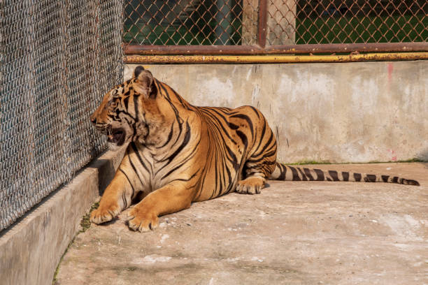 istock Tiger, male, lying relax on the cement floor. 1216722375