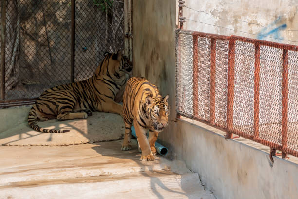 istock The two tiger that does not live naturally,lying on the cement floor,Showing various gestures. 1216722392