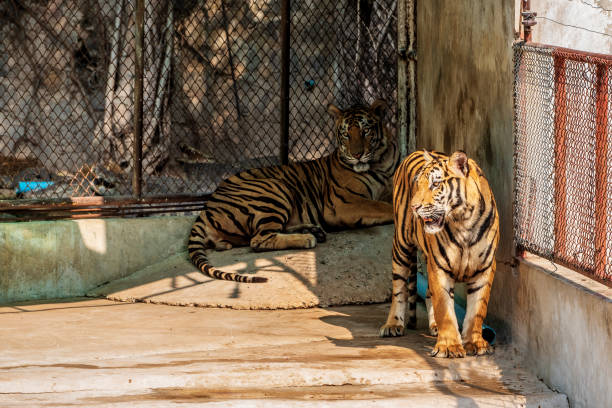 istock The two tiger that does not live naturally,lying on the cement floor,Showing various gestures. 1216722398