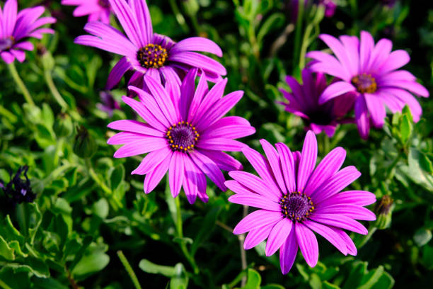 istock Flowers of Osteospermum ecklonis or Dimorphotheca ecklonis or Cape marguerite 1216723126