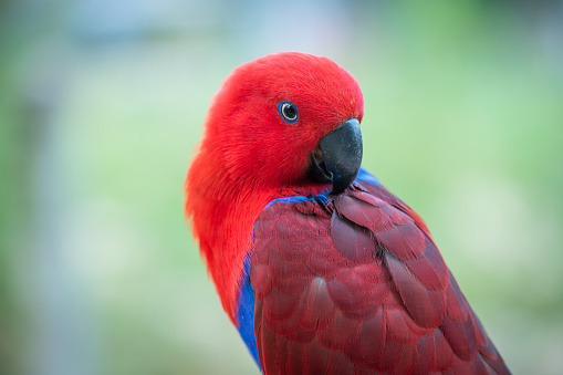 Scarlet macaw bird perched on a man-made branch in captivity