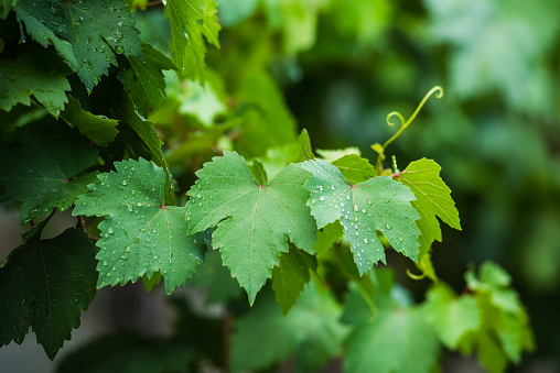 Grape leaves with water drop in the garden